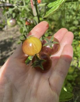 Preview: Amethyst Cream Cherry